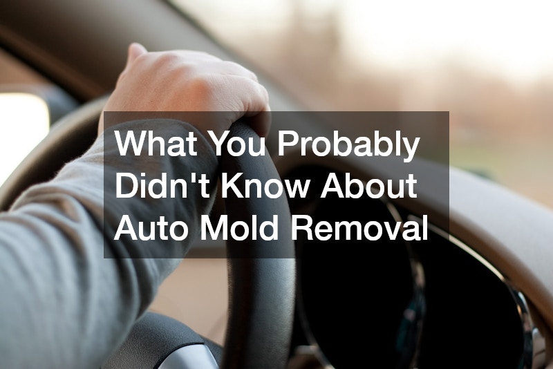 What You Probably Didnt Know About Auto Mold Removal